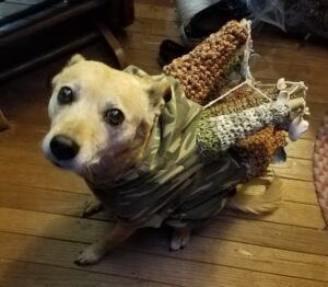 a dog wearing a Corndog Costume